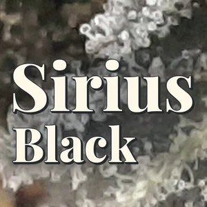 Sirius Black Cannabis Strain
