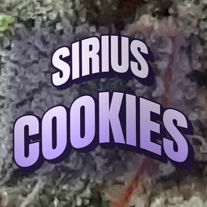 Sirius Cookies Cannabis Strain