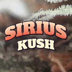 Sirius Kush Cannabis Strain