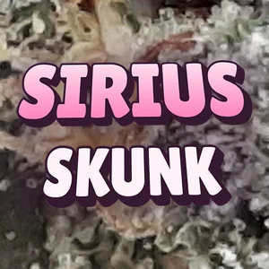 Sirius Skunk Cannabis Strain