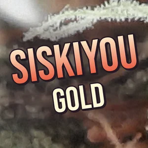 Siskiyou Gold Cannabis Strain