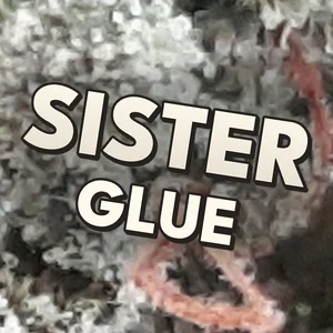 Sister Glue Cannabis Strain