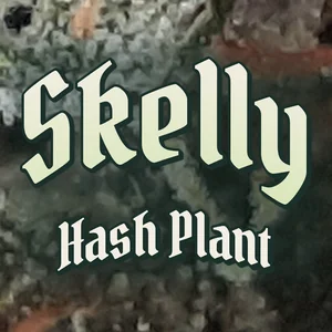 Skelly Hash Plant Cannabis Strain