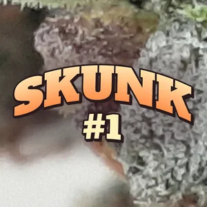 Skunk #1 Cannabis Strain