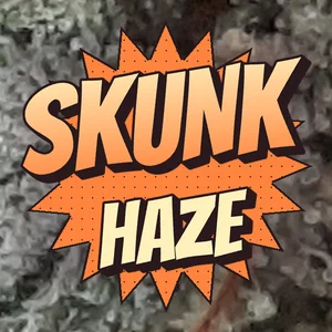 Skunk Haze Cannabis Strain