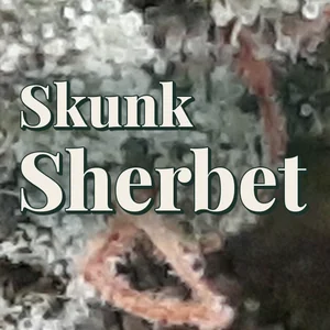 Skunk Sherbet Cannabis Strain