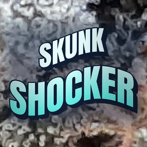 Skunk Shocker Cannabis Strain
