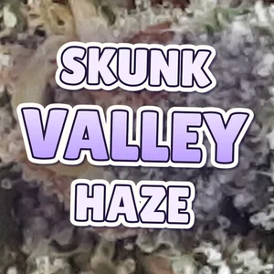 Skunk Valley Haze Cannabis Strain