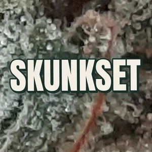 Skunkset Cannabis Strain