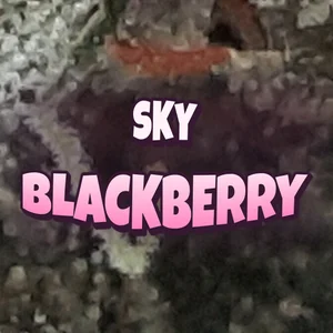 Sky Blackberry Cannabis Strain