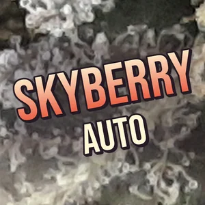 Skyberry Auto Cannabis Strain