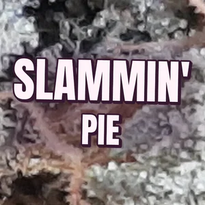 Slammin' Pie Cannabis Strain