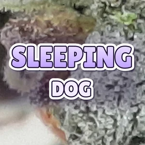 Sleeping Dog Cannabis Strain