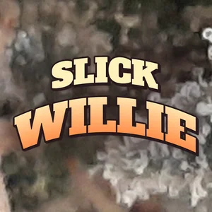 Slick Willie Cannabis Strain