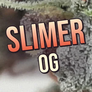 Slimer OG Cannabis Strain