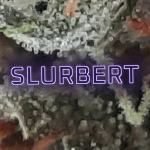 Slurbert Cannabis Strain