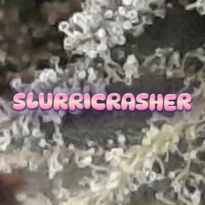 Slurricrasher Cannabis Strain