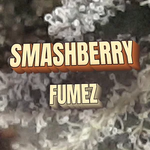 Smashberry Fumez Cannabis Strain