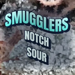 Smugglers Notch Sour Cannabis Strain