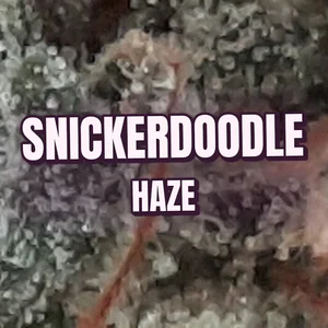 Snickerdoodle Haze Cannabis Strain