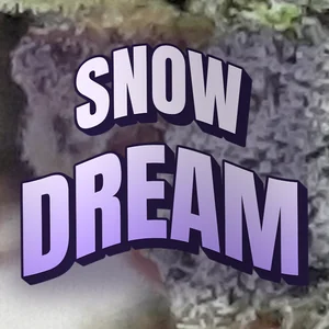 Snow Dream Cannabis Strain
