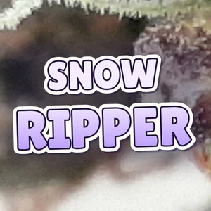 Snow Ripper Cannabis Strain