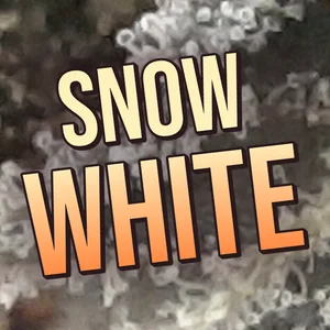 Snow White Cannabis Strain