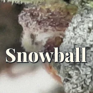Snowball Cannabis Strain