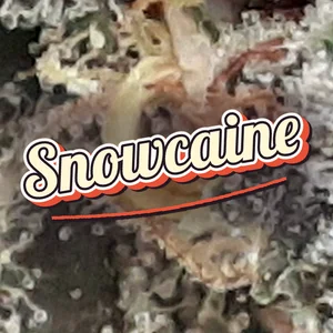 Snowcaine Cannabis Strain