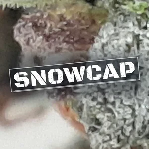 Snowcap Cannabis Strain