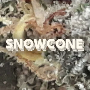 Snowcone Cannabis Strain