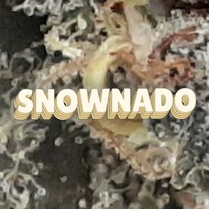 Snownado Cannabis Strain