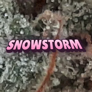 Snowstorm Cannabis Strain