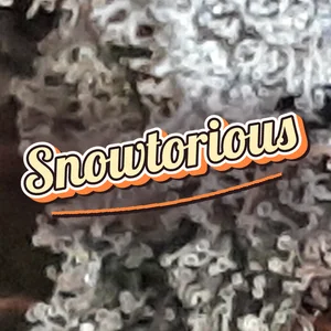 Snowtorious Cannabis Strain