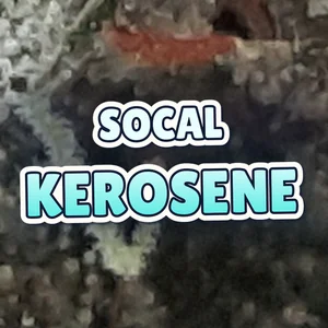 SoCal Kerosene Cannabis Strain