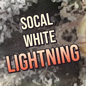 SoCal White Lightning Cannabis Strain