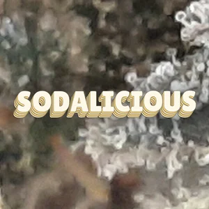Sodalicious Cannabis Strain