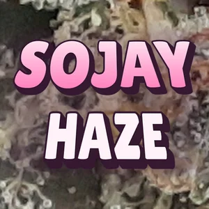 Sojay Haze Cannabis Strain