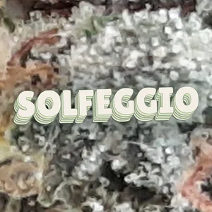 Solfeggio Cannabis Strain