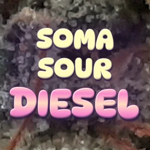 Soma Sour Diesel Cannabis Strain
