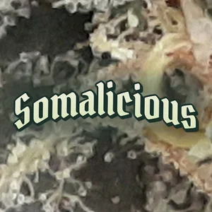 Somalicious Cannabis Strain