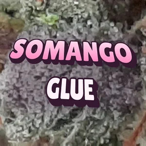 Somango Glue Cannabis Strain