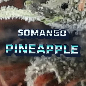 Somango Pineapple Cannabis Strain