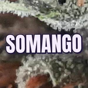 Somango Cannabis Strain