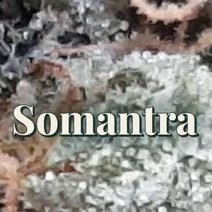 Somantra Cannabis Strain