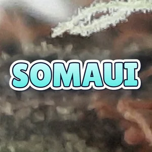 Somaui Cannabis Strain