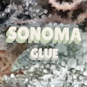 Sonoma Glue Cannabis Strain