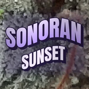 Sonoran Sunset Cannabis Strain