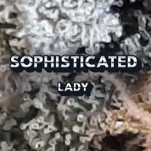 Sophisticated Lady Cannabis Strain