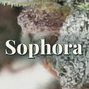 Sophora Cannabis Strain